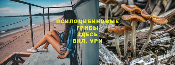 сатива Осинники
